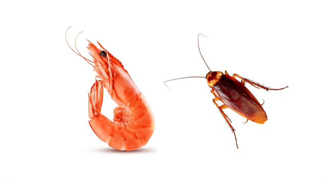 Kolase udang dan kecoak. Foto: kumparan