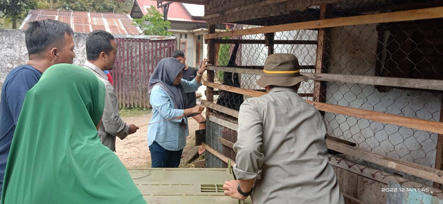 Observasi satwa Owa Siamang (Symphalangus syndactylus) yang diserahkan warga Limapuluh Kota pada BKSDA Sumbar, Rabu (14/12/2022). Dokumentasi: BKSDA Sumbar