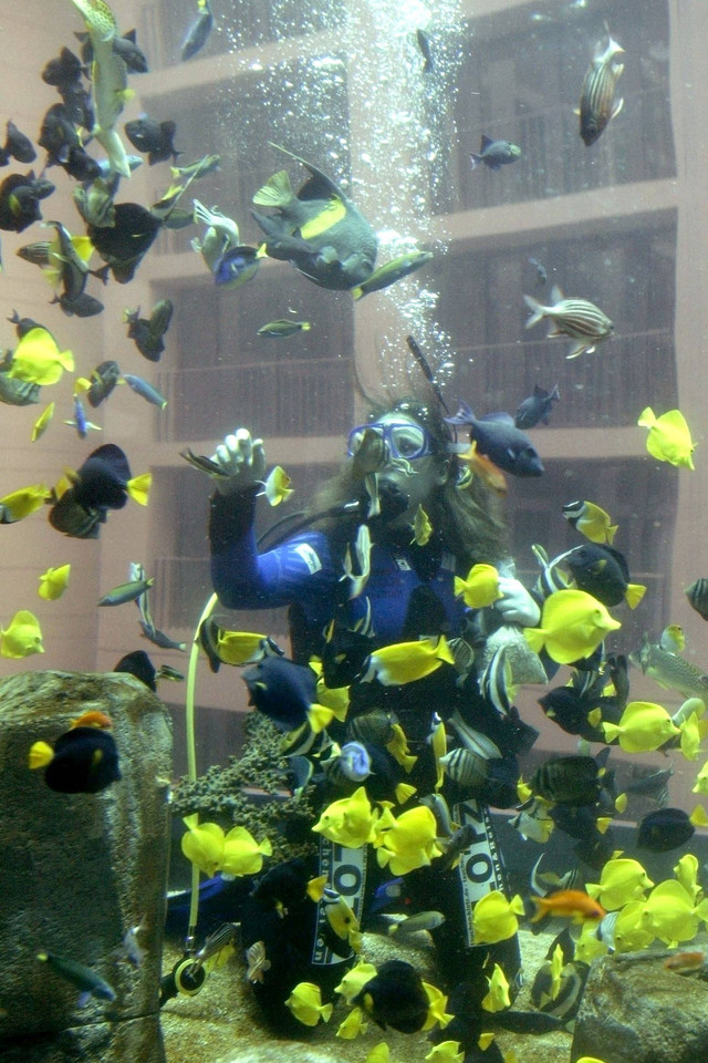 Akuarium AquaDom sebelum pecah di Berlin, Jerman. Foto: Fabrizio Bensch/REUTERS