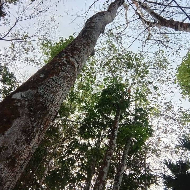 Gambar dipotret  oleh penulis yaitu Pohon Karet di desa Pesisir Selatan