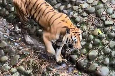 Harimau benggala bernama Juve saat berada di kandang Taman Margasatwa Ragunan. Foto: Instagram/@ragunanzoo