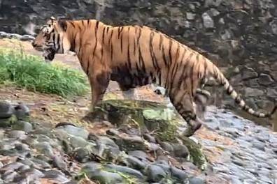 Harimau benggala bernama Juve saat berada di kandang Taman Margasatwa Ragunan. Foto: Instagram/@ragunanzoo