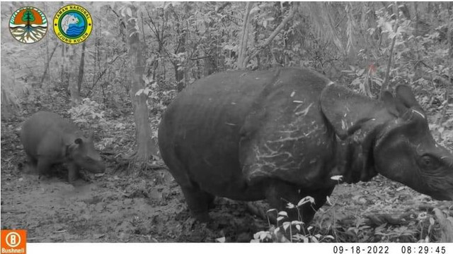 2 ekor anak Badak Jawa berjenis kelamin betina dan jantan kembali lahir di Taman Nasional Ujung Kulon. Foto: Dok. Istimewa