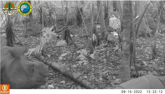 2 ekor anak Badak Jawa berjenis kelamin betina dan jantan kembali lahir di Taman Nasional Ujung Kulon. Foto: Dok. Istimewa