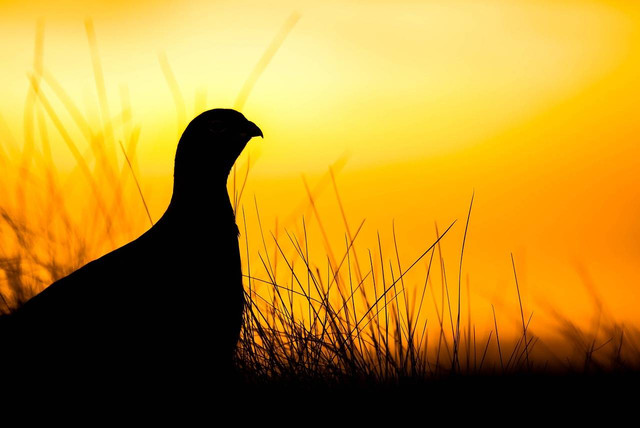 Ilustrasi Early Bird, Source : Pixabay
