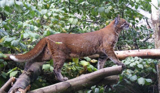 Kucing emas. Foto: Wikimedia Commons