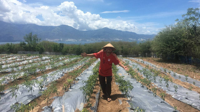 Kelompok Tani Laskar Abadi binaan Astra mengubah lahan tandus di Kelurahan Layana Indah, Kecamatan Mantikulore, Kota Palu, Sulawesi Tengah, menjadi ladang pertanian. Foto: Tim PaluPoso 