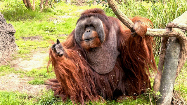 Rudi Valentino, orangutan jantan dan salah satu penghuni lama Kebun Binatang Houston, di Houston, Texas, AS 16 Desember 2022. Foto: Evan Garcia/REUTERS
