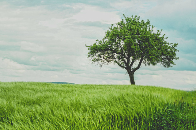 Ilustrasi Kata-Kata tentang Pohon Hijau yang Menyenangkan. Foto: Unsplash/Johann Siemens.