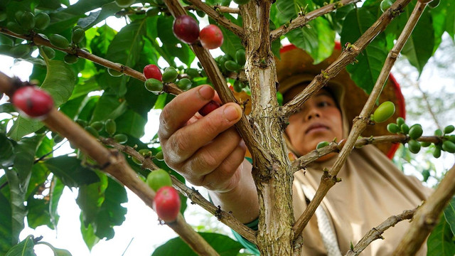Seorang petani kopi di Desa Rimba Candi Kota Pagar Alam, Sumatera Selatan yang tengah memetik biji kopi di kebun miliknya, Kamis (22/12) Foto: abp/Urban Id