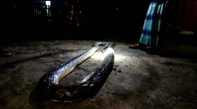 Ular piton yang melilit bocah di Muna. Foto: Istimewa