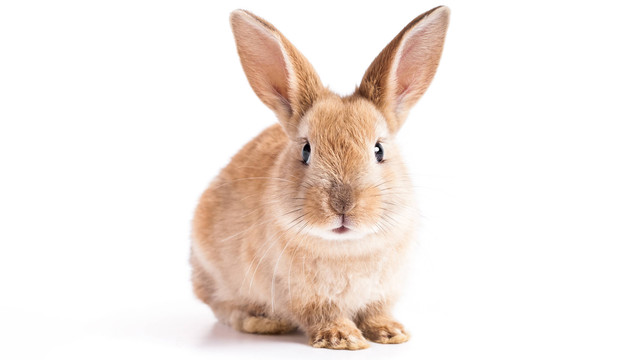 lustrasi kelinci berwarna cokelat. Foto: effective stock photos/Shutterstock