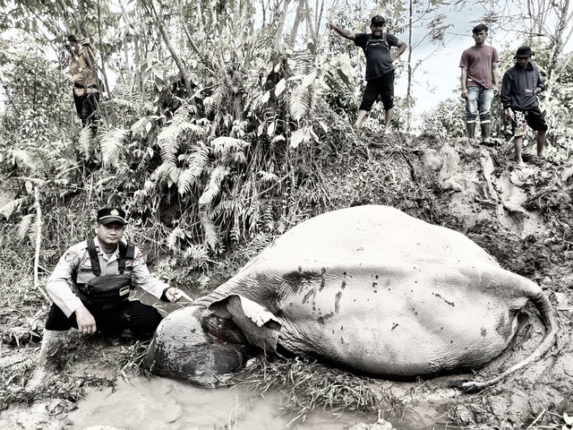 Polisi menunjukkan bangkai gajah jinak Lilik di Aceh Timur, Ahad (25/12). Foto: Polres Aceh Timur