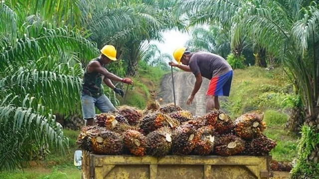 Ilustrasi petani sawit (Shutterstock)