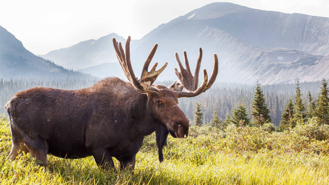 Ilustrasi moose atau rusa besar. Foto: Michael Liggett/Shutterstock