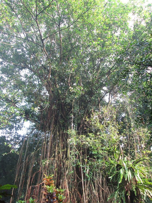 Sosok pohon Ficus yang terkenal sebagai tumbuhan pencekik. Foto Dokumentasi : Lyndle Hardstaff.