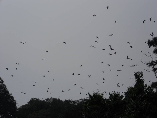Rombongan kalong Kebun Raya Bogor yang mulai keluar mencari makan. Foto Dokumentasi : Lyndle Hardstaff. 