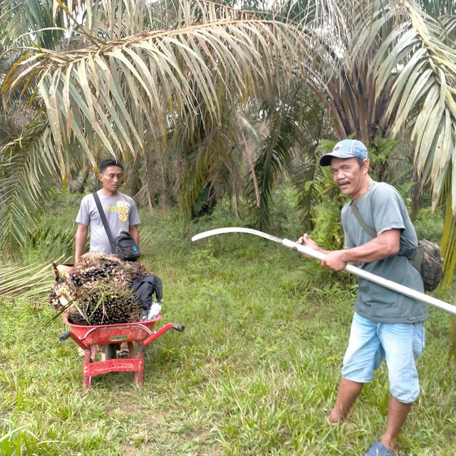 Aktivitas di lahan seluas 770 hektar yang diperoleh SAD 113. (Foto: Istimewa)