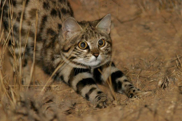 Gyra si kucing paling mematikan di dunia. Foto: Alexander Sliwa