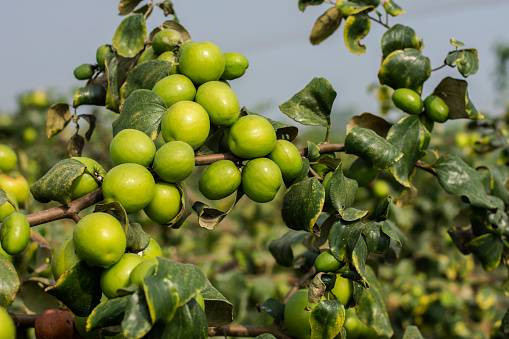 Ilustrasi daun bidara. Foto: Pixabay