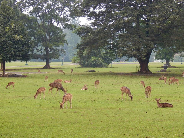 Ilustrasi Tempat Wisata di Bogor yang Murah. Foto: PIxabay