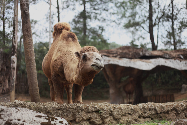  Jadwal Edukasi Satwa Taman Safari, Foto/Unsplash/Abby Lim