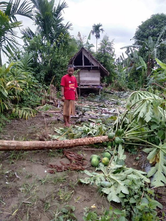 Warga menunjukkan pohon pepaya yang dirusak gajah. Foto: warga 