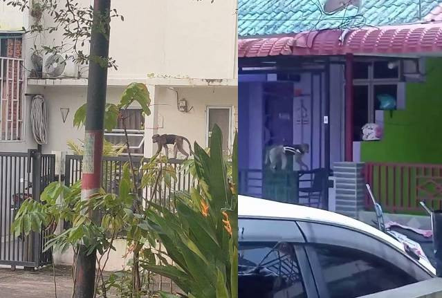 Monyet lepas resahkan warga di Perumahan Frensiana Batam Center. (Foto: ist/Batamnews)