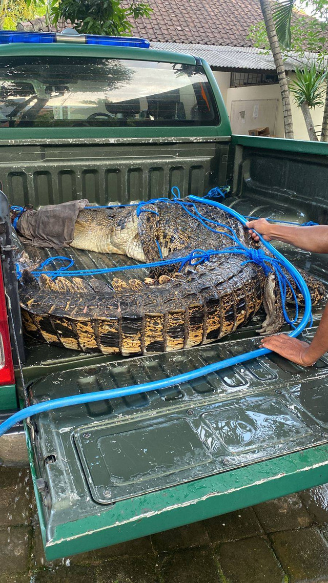 Buaya muara saat dievakuaasi - IST
