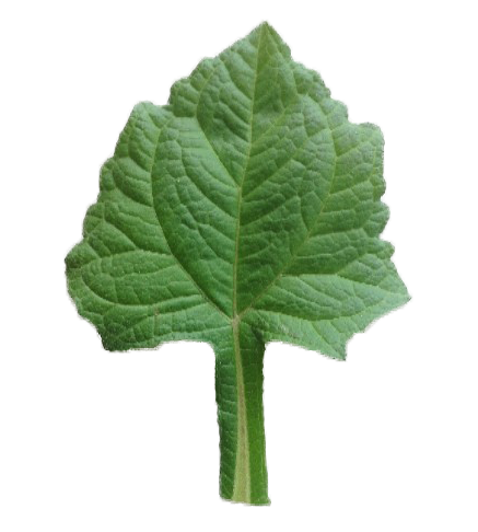 daun yakon. source: dokumentasi pribadi