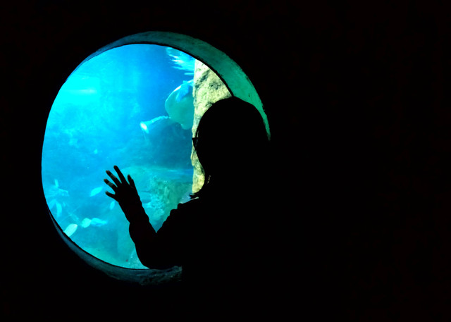 harga tiket masuk rombongan seaworld ancol 2023/gambar hanya ilustrasi. sumber foto : unsplash/julien.