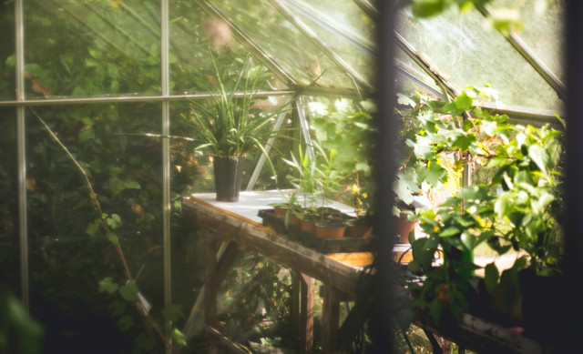 harga tiket kebun raya purwodadi 2023/gambar hanya ilustrasi. sumber foto : unsplash/thomas.