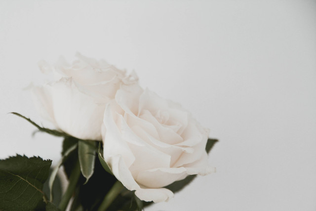 Ilustrasi Puisi Bunga Mawar Putih. Foto: Unsplash/Content Pixie.