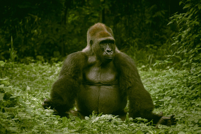 Ilustrasi Info Harga Tiket Masuk Ragunan 2023, Unsplash/ALVENSIA ANGELA 