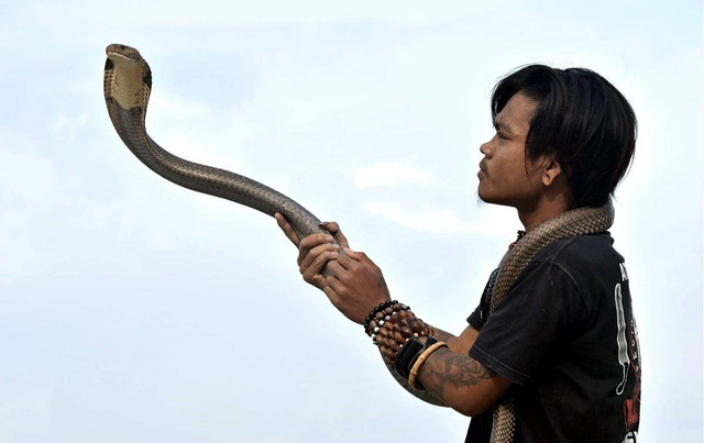 Ilustrasi atraksi ular kobra. Foto: Antara Foto/Candra Yanuarsyah