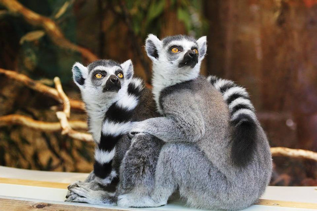  Ilustrasi Harga Tiket Masuk Jatim Park 2 2023 untuk Liburan Ceria, Foto Pixabay/InspiredImages