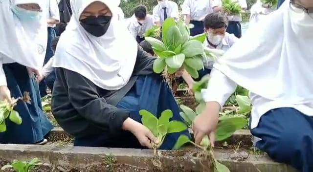 Dengan lahan terbatas SMP Islam Alsyukro Universal mencoba untuk menggarap lahan pertanian di lingkup Sekolahan tersebut. Alhasil para siswa-siswi belajar enterpreneurship, selain sayuran tersebut dikelola untuk konsumsi, mereka juga memperjualkan sayuran tersebut. Kegiatan yang berlangsung di Tangerang, Banten pada Kamis (12/01/2023). Dok. SMP Islam Alsyukro Universal.