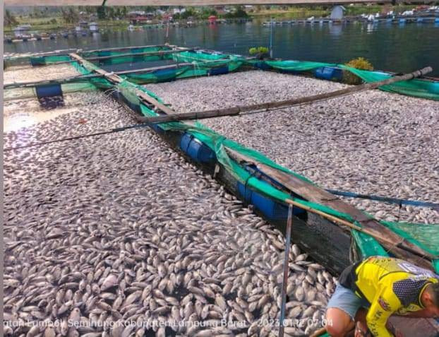 Fenomena ribuan ikan mati milik petani keramba jaring apung di Danau Ranau, Kecamatan Lumbok, Seminung. | Foto: Ist