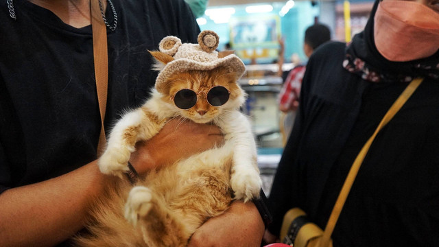 Seorang pecinta kucing bersama kucingnya yang akan mengikuti lomba fashion show dalam event satu hari lebih dekat dengan kucing di atrium mal Palembang Indah, Minggu (15/1) Foto: abp/Urban Id