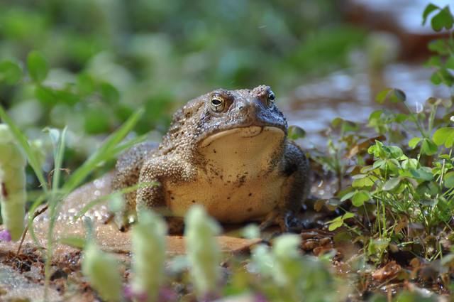 Ilustrasi Hubungan antara Katak dan Rumput. Foto: dok. Crystal McClernon (Unsplash.com)
