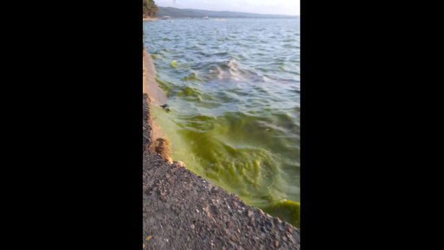 Air laut yang berubah jadi hijau.