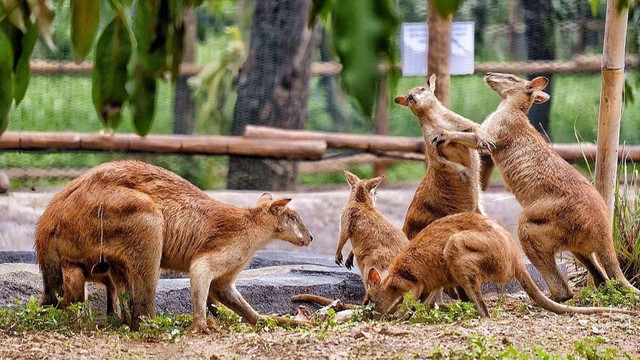Solo Safari akan dibuka tanggal 27 Januari 2023. FOTO: Istimewa