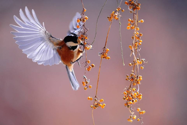 https://pixabay.com/users/homecare119-1651179/ - aktivitas burung