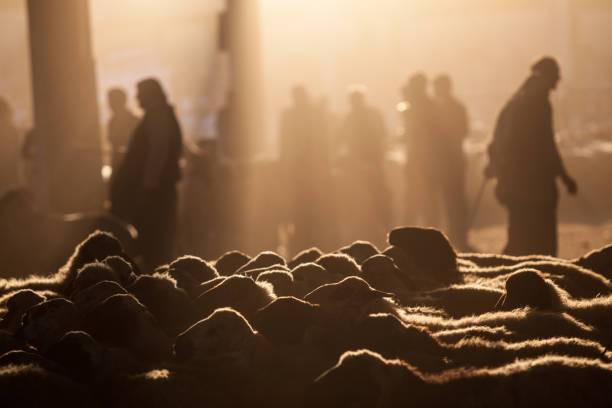 Sejarah Pelaksanaan Ibadah Kurban dan Manfaatnya, Foto: Unsplash.