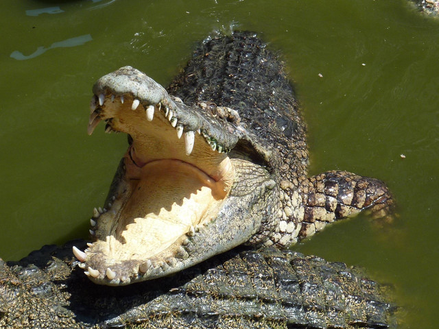 Ilustrasi buaya di alam liar. Foto: Pixabay