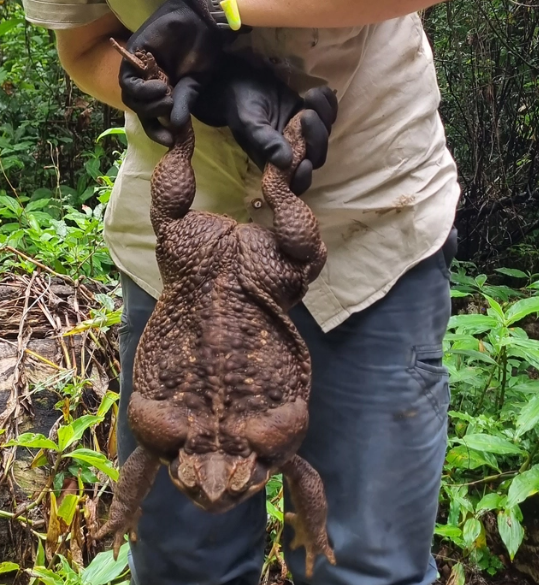 Kodok tebu di Australia. Foto: Queensland Department of Environment and Science/AFP