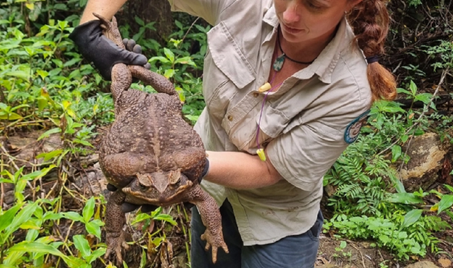 Kodok tebu seberat 2,7 kilogram. Foto: Queensland Department of Environment and Science/AFP