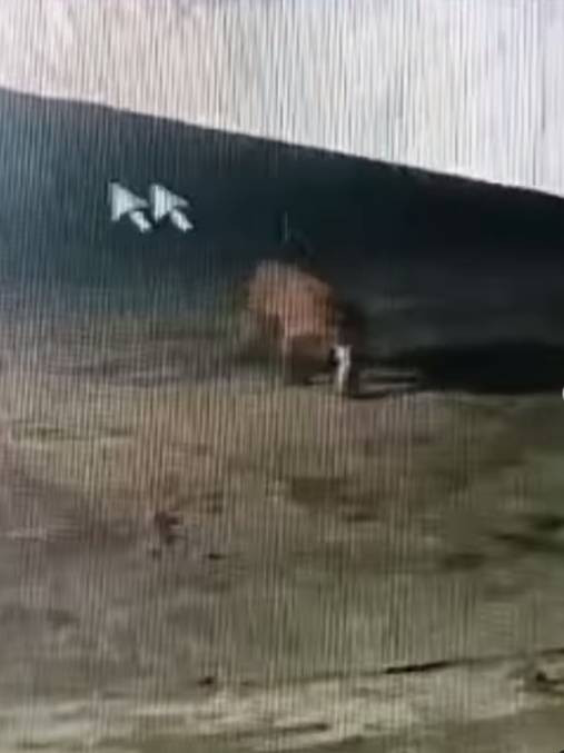 Harimau yang memasuki pemukiman padat penduduk di Kampung Suak Lanjut, Kabupaten Siak. Foto: Instagram/@bbksda_riau