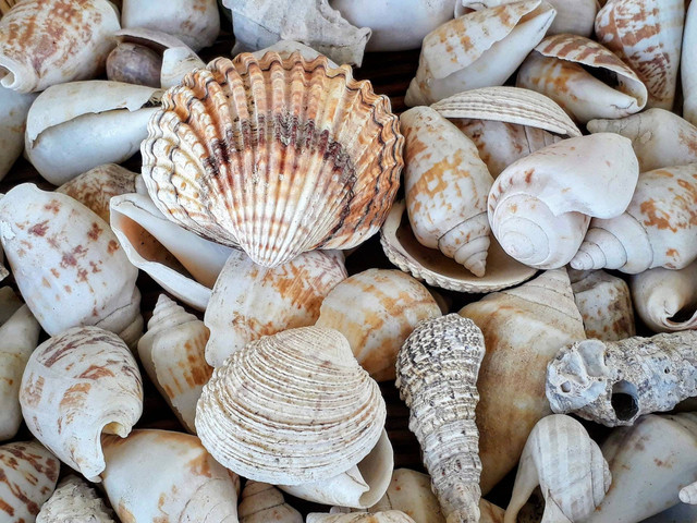 Ilustrasi Kerajinan Kulit Kerang. Sumber: Unsplash.com/George Girnas