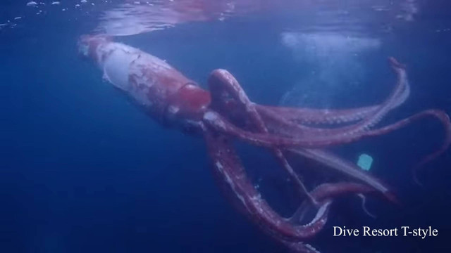 Cumi-cumi raksasa Foto: Yosuke Tanaka Dive Resort T-style